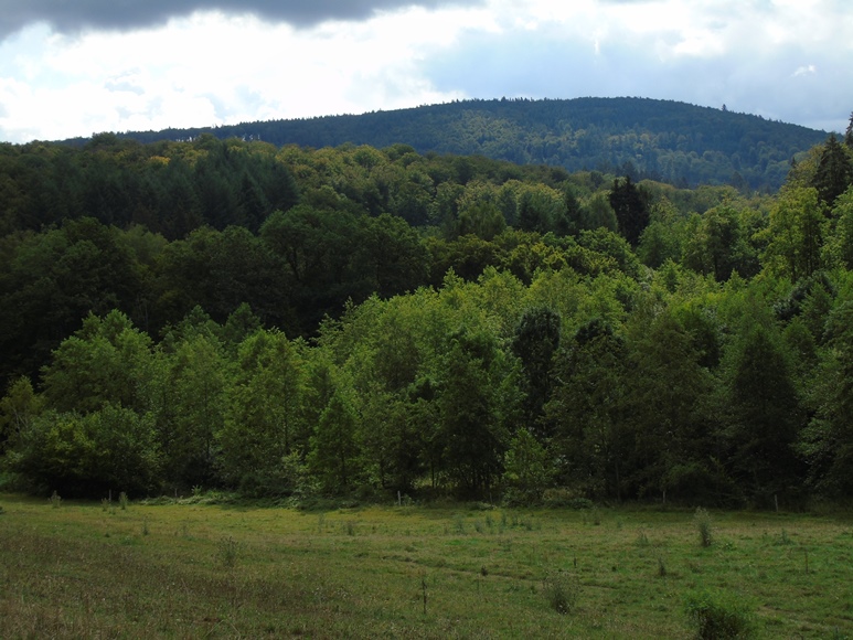 Landtag stellt Eichenzentrum in Frage