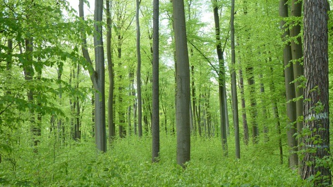 Verbindliche Managementpläne für FFH – Gebiete