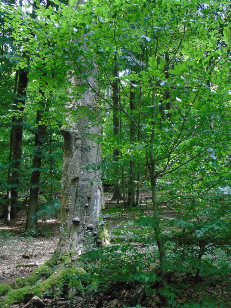 Mehr Mut beim Waldschutz!