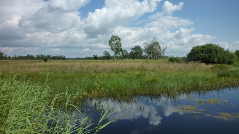 Schriftliche Anfrage: Wiedervernässung des oberbayrischen Donaumooses