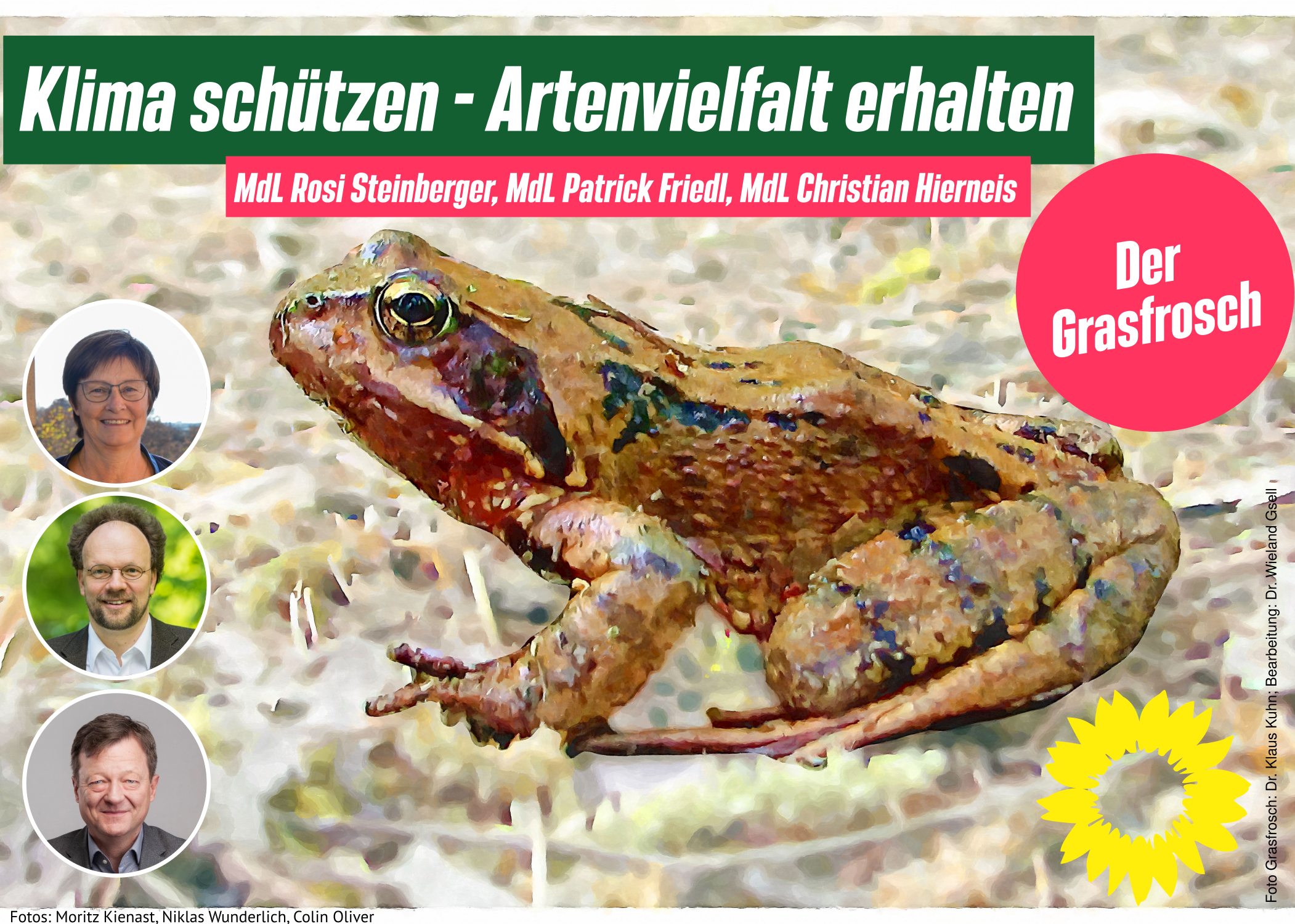 Grasfrosch