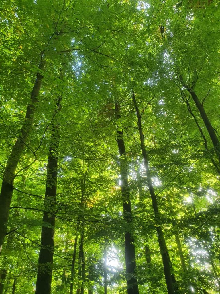 Bayerische Wälder: Wie CSU und Freie Wähler neue Schutzgebiete verhindern wollen